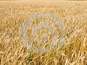 Endles yellow beautifull wheatfield in summer