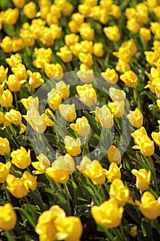 Endless bed of yellow tulips.