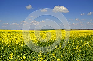 Endless blooming Canola fields against blue sky