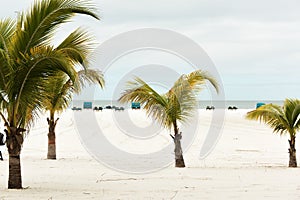 An endless deserted beach with palm trees and white sand and a number of lounge chairs for relaxation. paradise vacation.