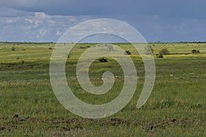 Endless expanses of the spring steppe