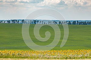Endless farm fields are sown with various crops. A strip of sunflower field. Peaceful rural landscape. Summer in the eastern