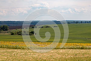 Endless farm fields are sown with various crops. A strip of sunflower field. Peaceful rural landscape. Summer in the eastern