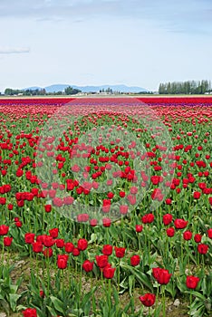 Endless field of colorful blooming tulips vertical nature background