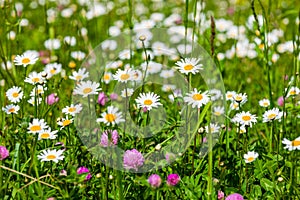 endless field of daisies. Europe Asia