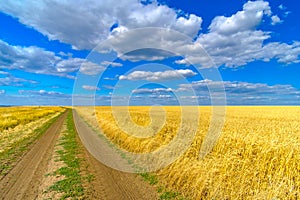 Endless field with golden ears of ripe wheat on a background of blue sky with clouds on a sunny summer day. Dirt road