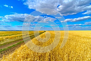 Endless field with golden ears of ripe wheat on a background of blue sky with clouds on a sunny summer day. Dirt road