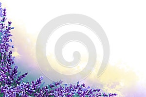 Endless field of lavender flowers with lilac fog on a white background. Hand drawn watercolor. Copy space. Endless field of