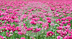Endless field with pink flowering Papavers