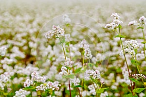 An endless field planted with white fragrant melliferous flowers.