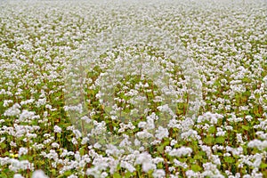 An endless field planted with white fragrant melliferous flowers