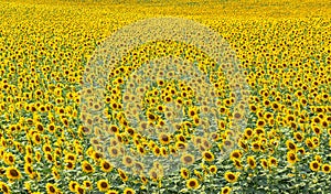 Endless field of sunflowers by summer day