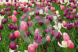 Endless field of violet and pink tulips