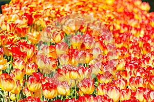 An endless field of yellow and red tulips