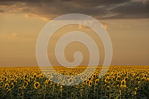 Endless field of yellow sunflowers at sunset.