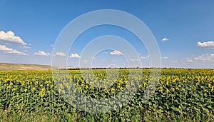 Endless fields of sunflower blooming with beautiful yellow flowers of hats