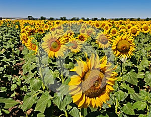 Endless fields of sunflower blooming with beautiful yellow flowers of hats