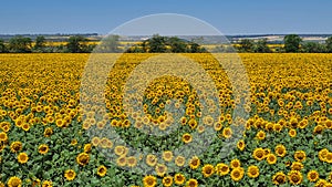 Endless fields of sunflower blooming with beautiful yellow flowers of hats
