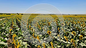 Endless fields of sunflower blooming with beautiful yellow flowers of hats