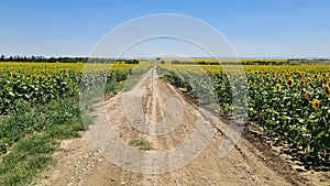 Endless fields of sunflower blooming with beautiful yellow flowers of hats