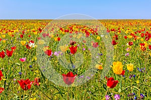 Wild fields of tulips