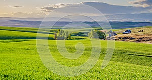 Endless Fields of Wheat in Springtime 1