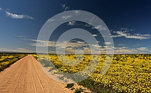 An endless gravel road through yellow Namaqualand flowers