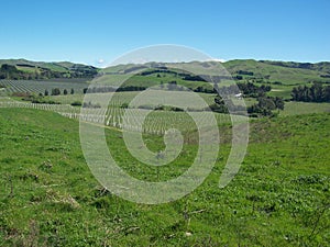 Endless green landscape and winery in NZL