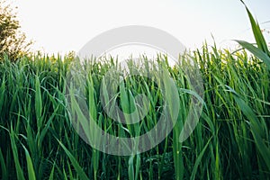 Endless green rye field. Young wheat background. Beautiful grass texture wallpaper. Nature love concept. Eco friendly agriculture