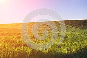 Endless green rye field. Young wheat background. Beautiful grass texture wallpaper. Nature love concept. Eco friendly agriculture