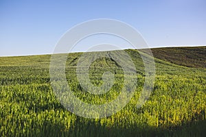 Endless green rye field. Young wheat background. Beautiful grass texture wallpaper. Nature love concept. Eco friendly agriculture