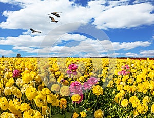 Endless kibbutz fields