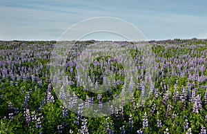 Endless lupines