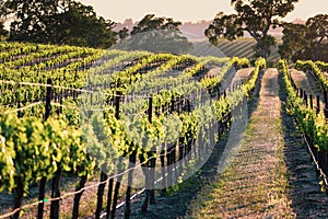 Rows of lush green grape vines in vineyard photo