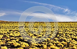 Endless plain with yellow grass tufts in dry desert landscape, a single vicugna animal - Laguna Miscanti, Atacama desert, Chile,