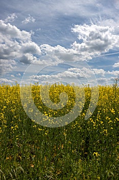 Endless rape field, Sekule, Slovakia