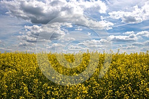 Endless rape field, Sekule, Slovakia