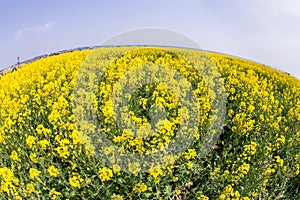 Endless fields in southern Bulgaria