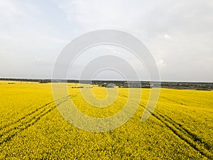 Endless rapeseed field. field. Yellow rapeseed fields and blue sky with clouds in sunny weather. Agriculture.