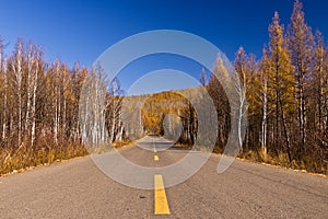 Endless road in the forestry