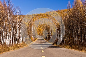 Endless road in the forestry