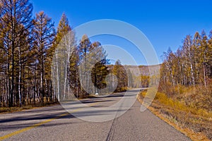 Endless road in the forestry