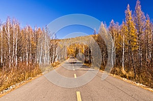 Endless road in the forestry