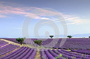 Endless rows of lavender photo