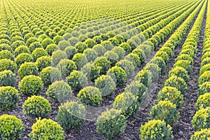 Endless rows of spherical boxwood plants at a nursery in Hazerswoude-dorp, The Netherlands photo