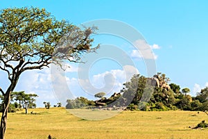 Endless savanna of Serengeti. Hill and trees and blue sky. Tanzania, Africa