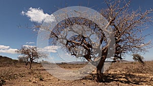 Endless savanna of Serengeti. Hill and trees and blue sky. Tanzania, Africa.