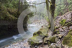 Endless stream. Beautiful fast mountain river in forest. Slovakia