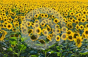 Endless sunflower field