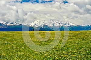 The endless, verdant Kalajun Prairie in Xinjiang